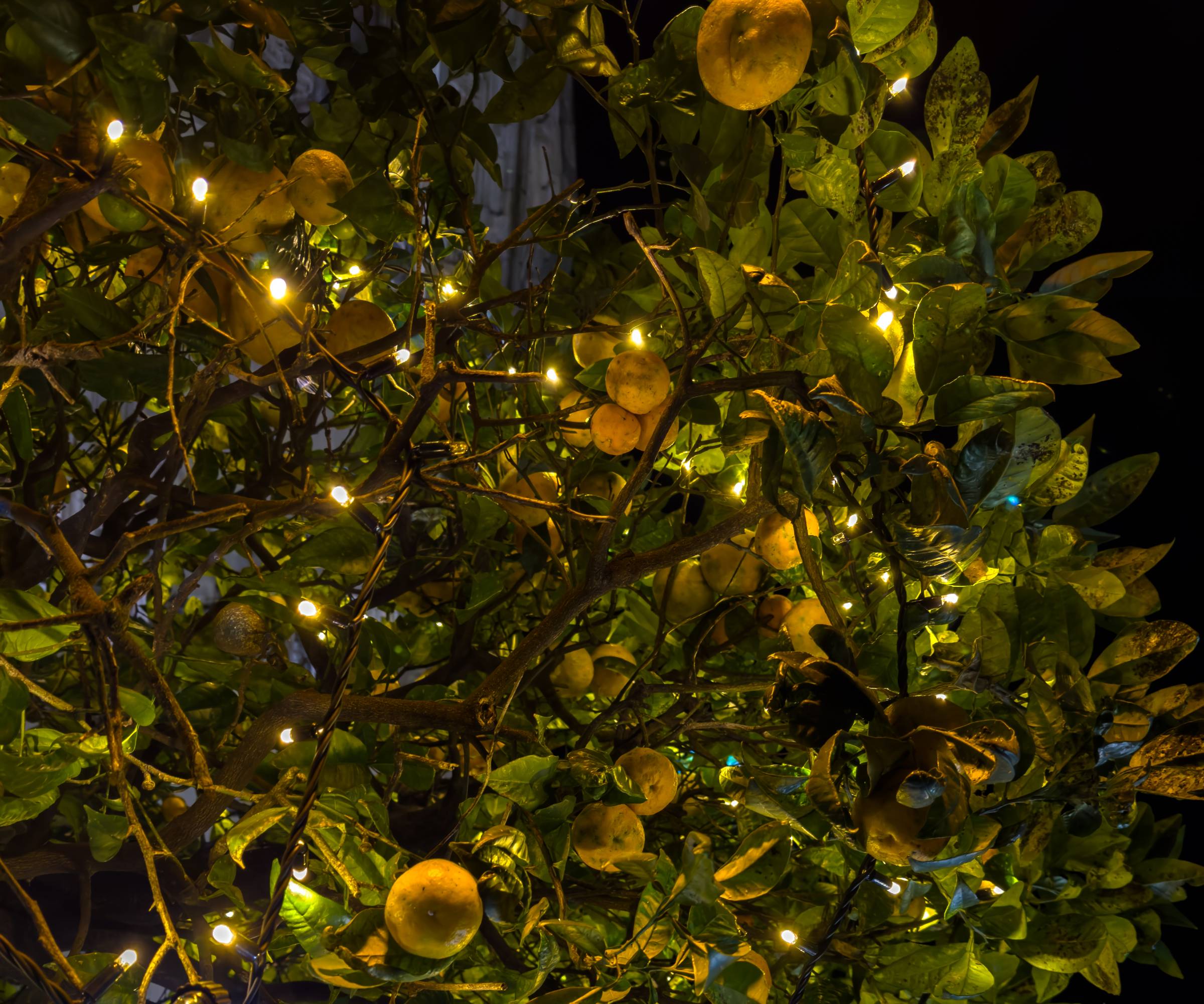 String lights in a lemon tree