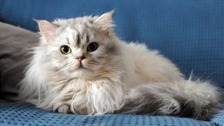 Persian cat