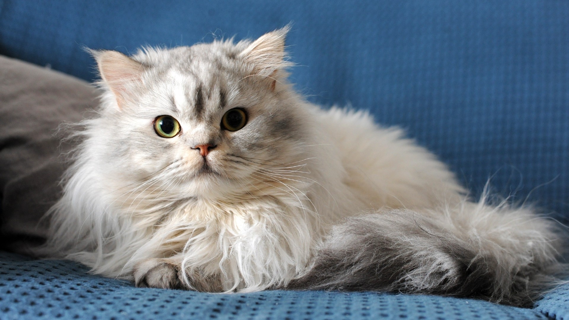 10 best indoor cat breeds: Friendly felines who want to stay close ...