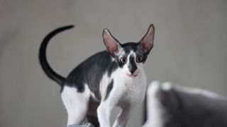 Cornish rex cat