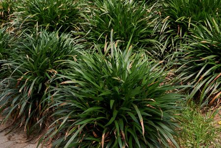 Liriope Plants