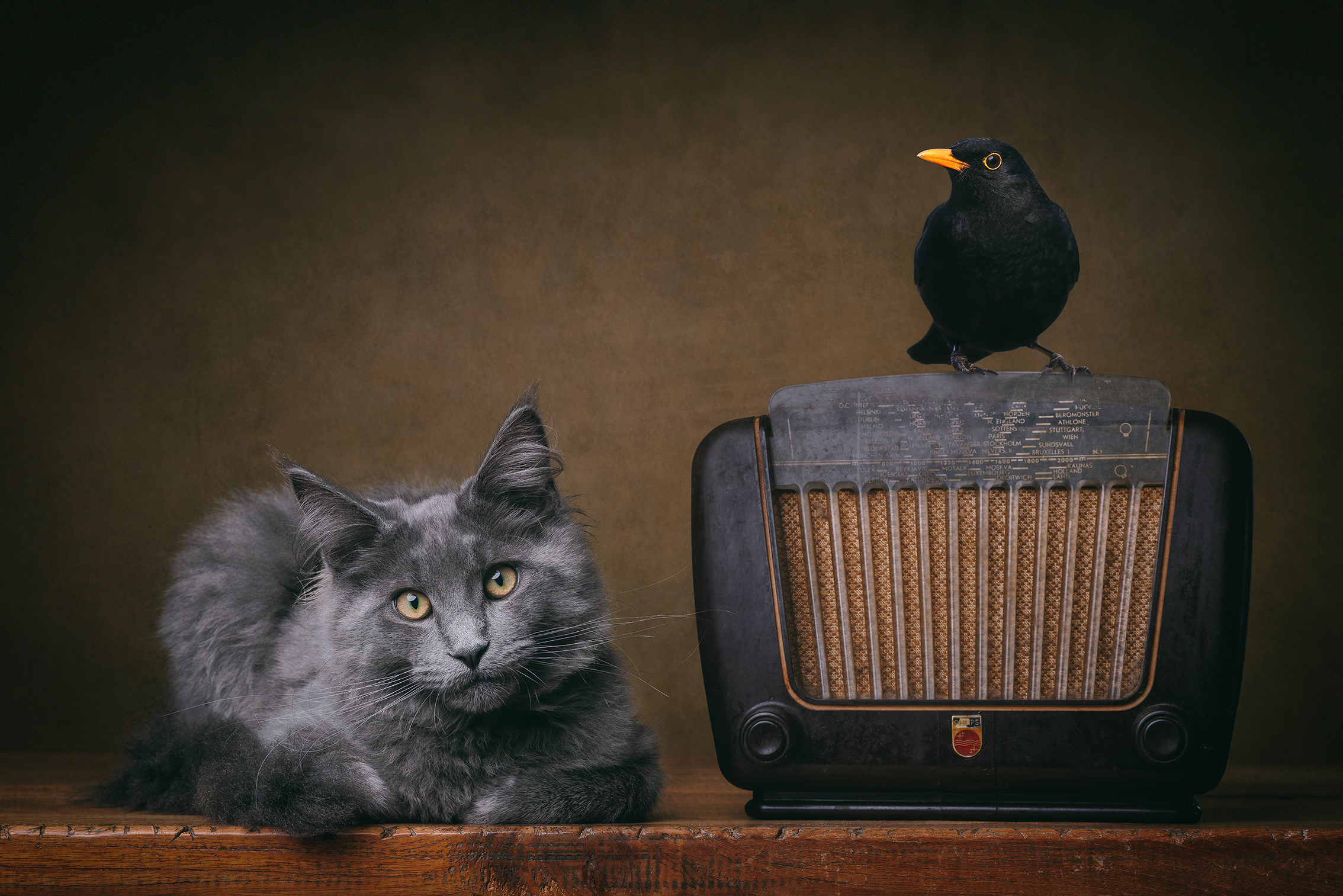 A fluffy gray cat lies next to a vintage radio, while a blackbird with a bright orange beak perches on top. The scene is calm and nostalgic