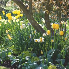 Flowering daffodils and yellow tulips growing around small tree in garden