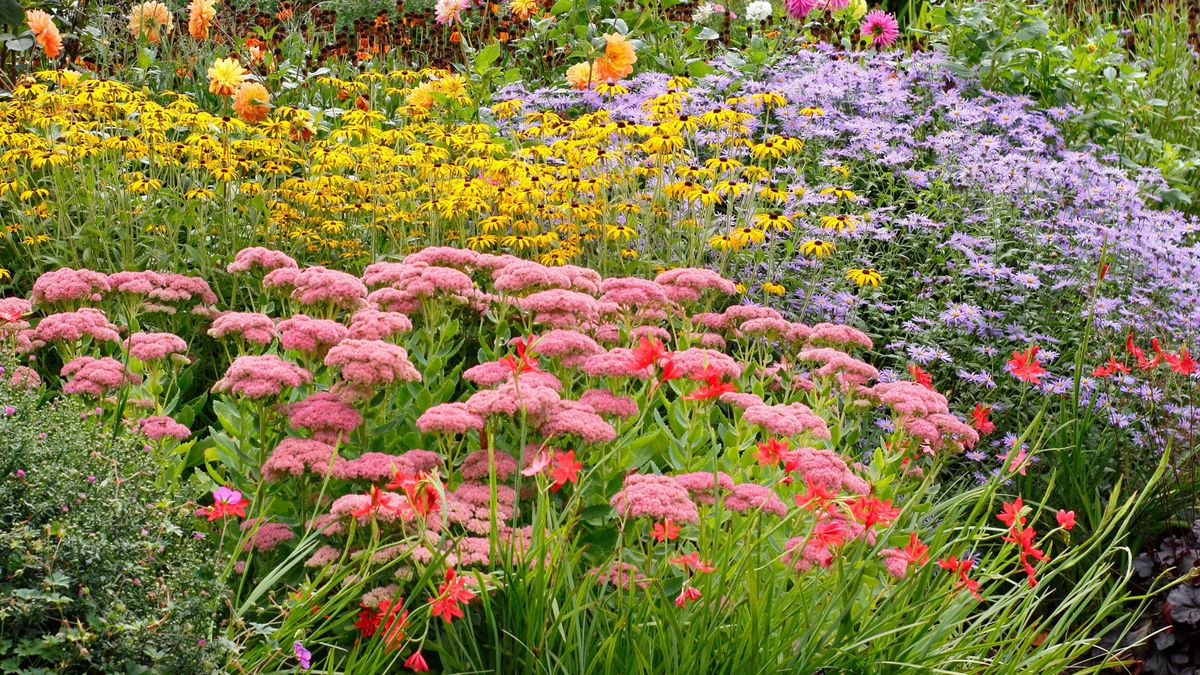 5 plants that actually thrive during fall – gorgeous flowers to plant now that will keep your garden colorful