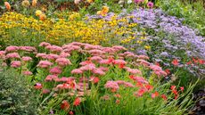 fall flower border with rudbeckia, sedum and asters