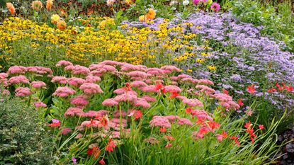 fall flower border with rudbeckia, sedum and asters