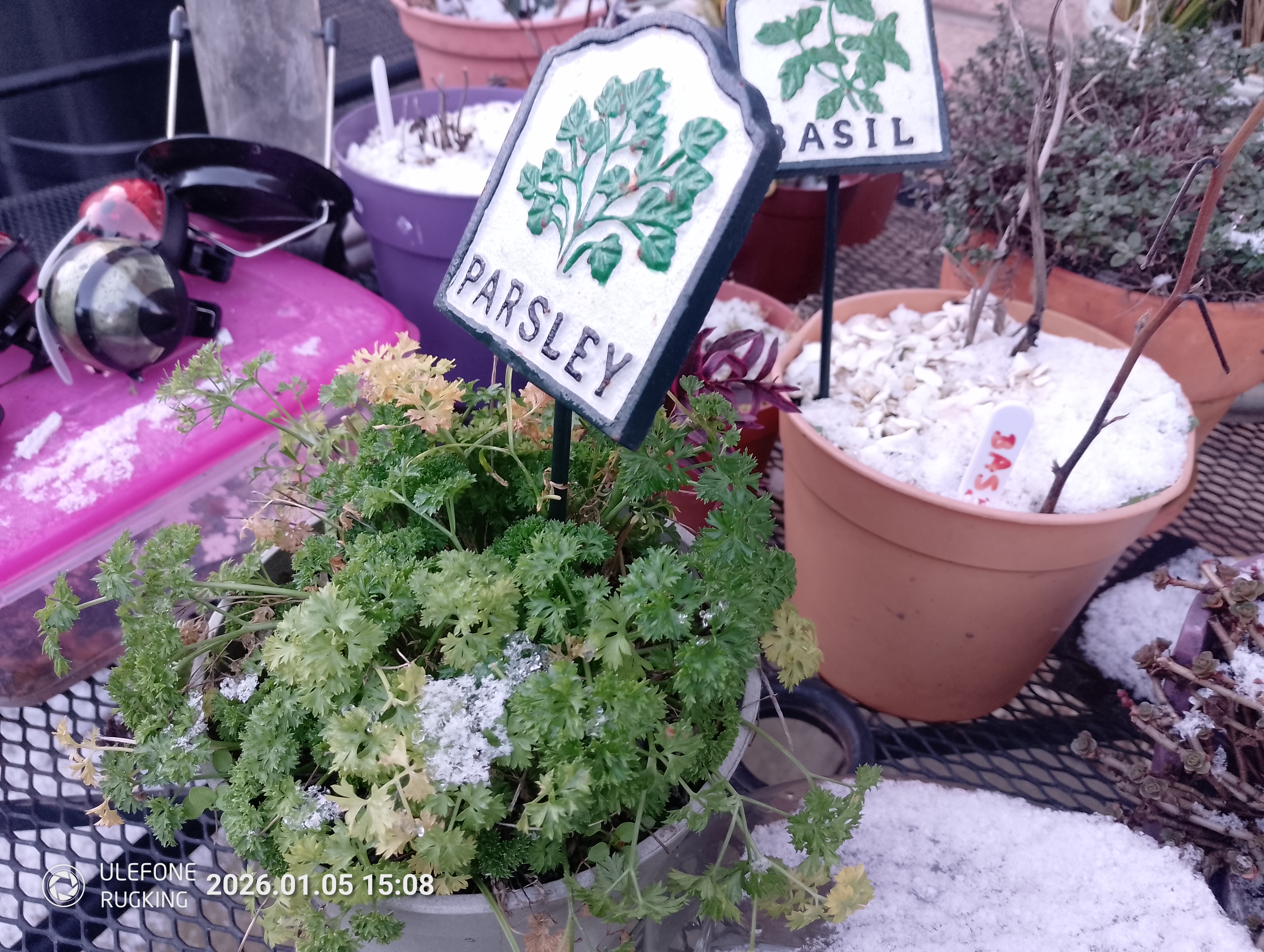 Ulefone Rugking camera examples