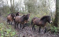 Moorland-Mousie-Trust-Exmoor-Ponies.jpg