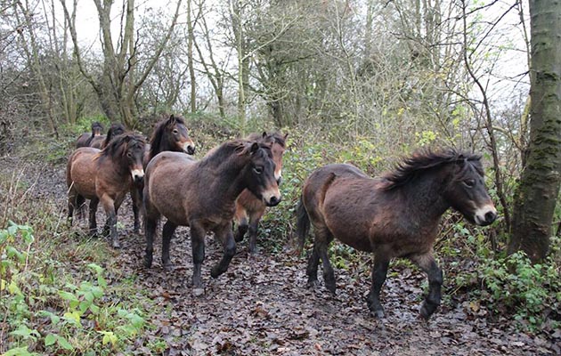 Moorland-Mousie-Trust-Exmoor-Ponies.jpg