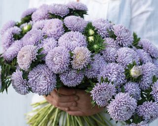 China aster ‘Lady Coral Lavender’