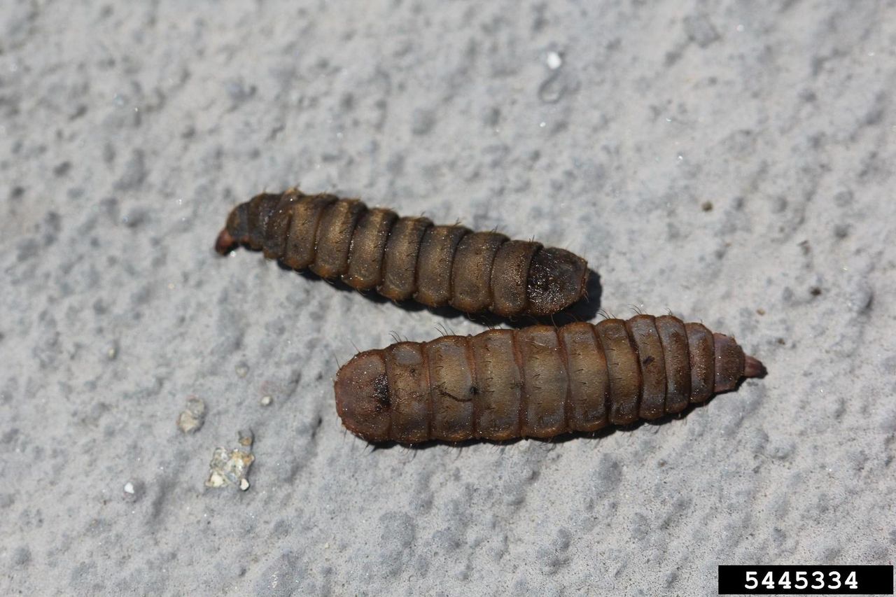 Two Soldier Fly Larvas