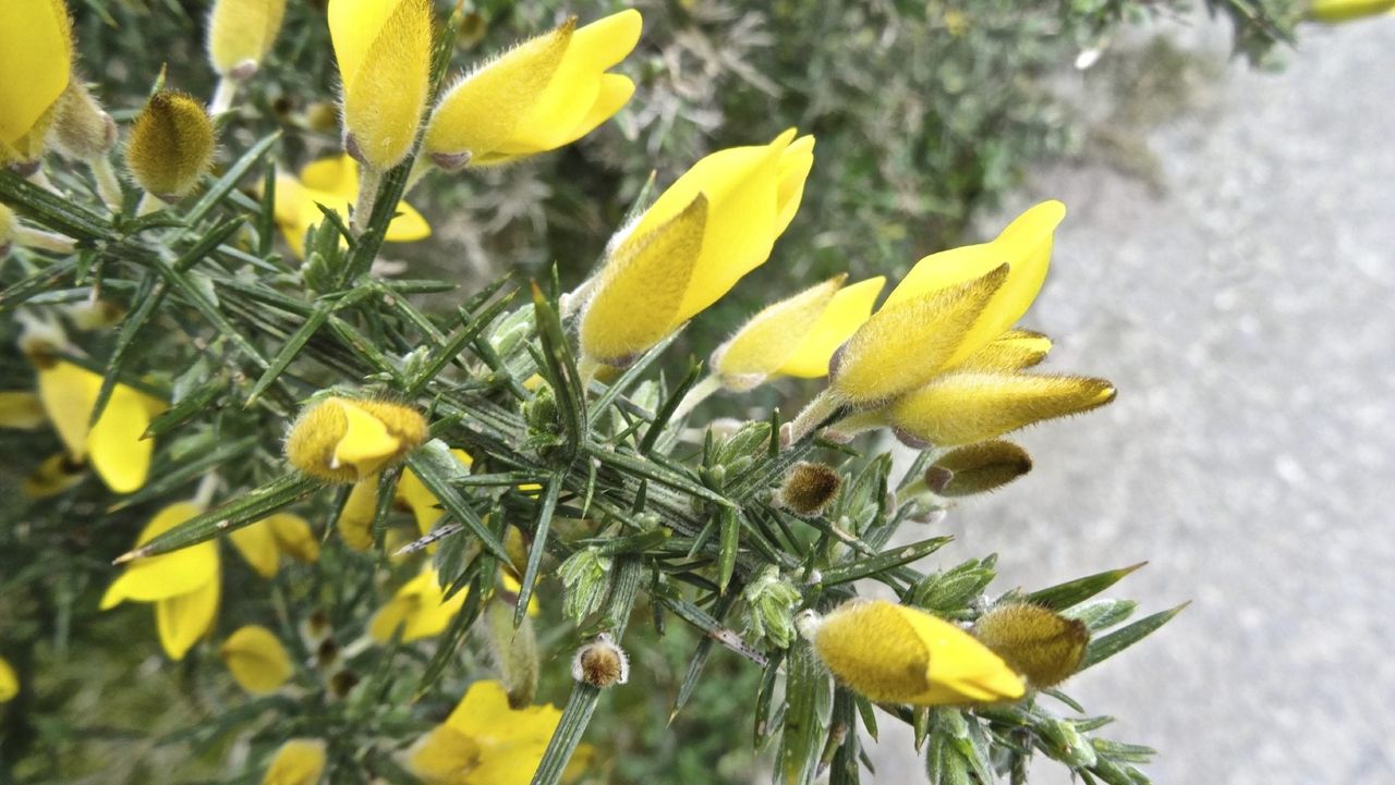 gorse bush