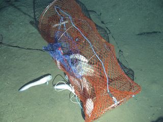 Fish caught in an ROV trap in Antarctica.