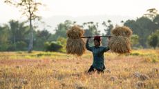 A woman carries a rice paddy through a field in Bokahat, India, on Dec. 1, 2024.