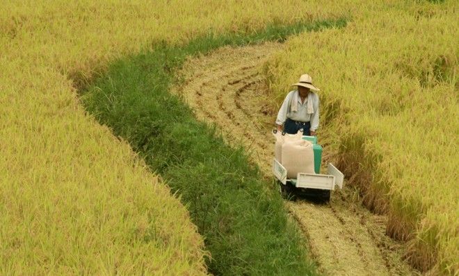 Rice Surplus