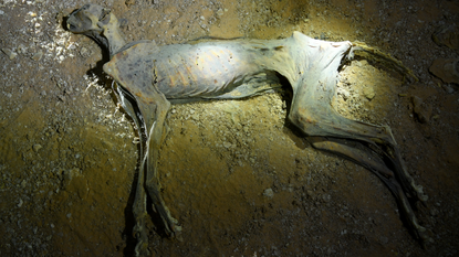 One of the mummified cheetahs as it was found in situ in a cave in northern Saudi Arabia.