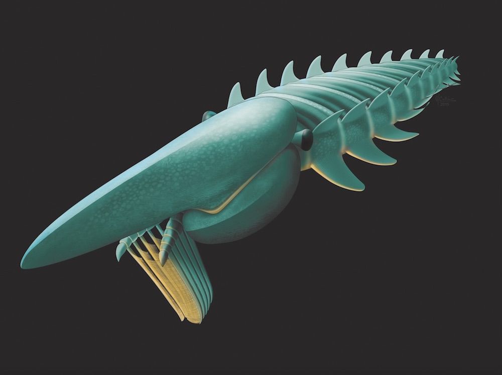 Rare Fossils Of 400-Million-Year-Old Sea Creatures Uncovered | Live Science