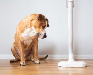 dog looking at a vacuum cleaner