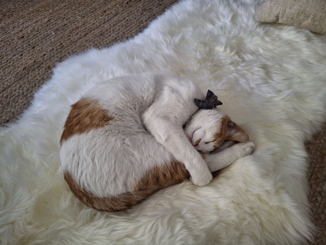 sleeping cat on white rug shot by Galaxy A35