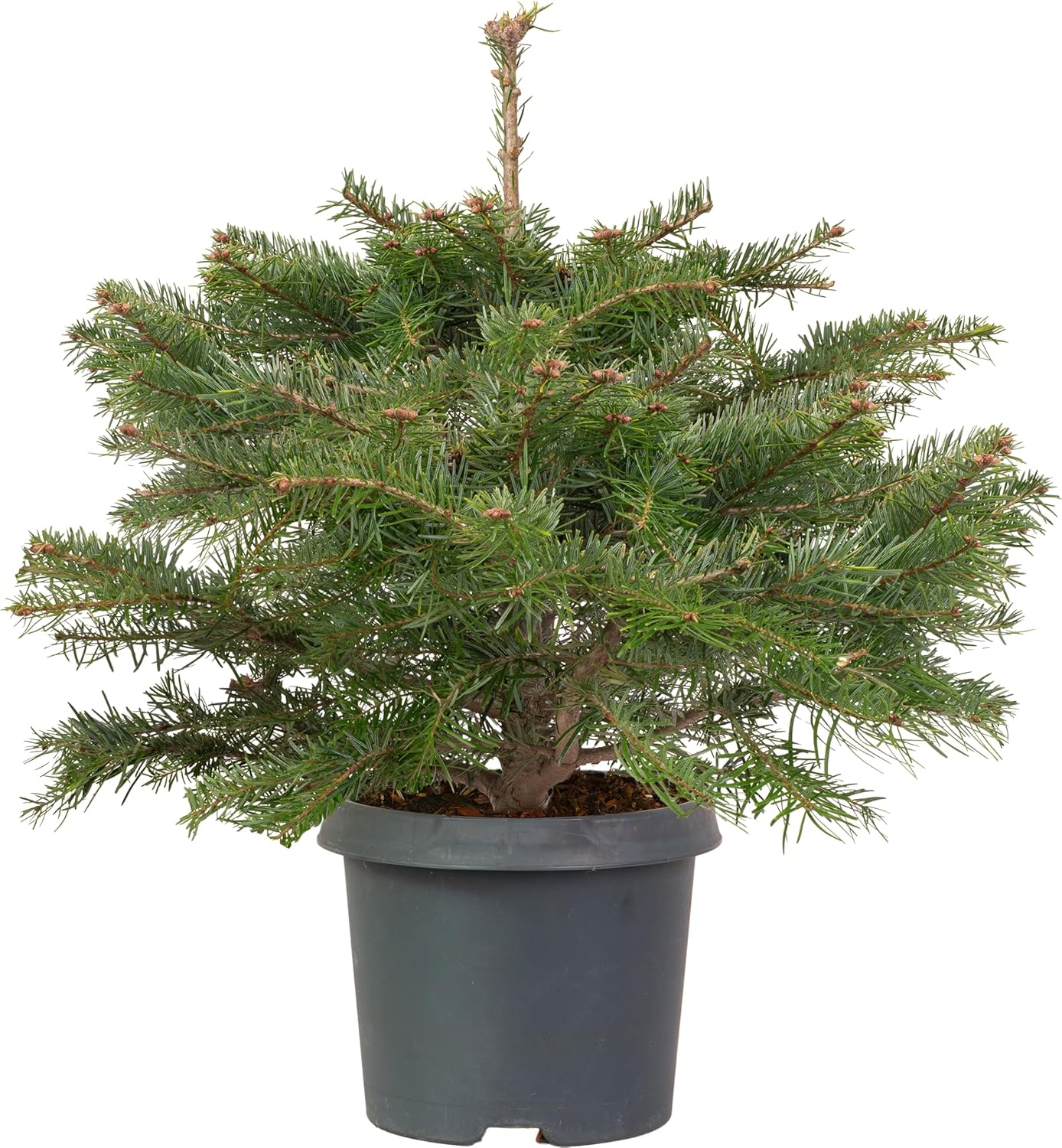 Nordmann Fir Tabletop Pot Grown Christmas Tree Real Live Fresh Living Potted Plant (40-50cm)