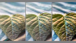 Two images of a leaf with focus on different parts, and the two images merged