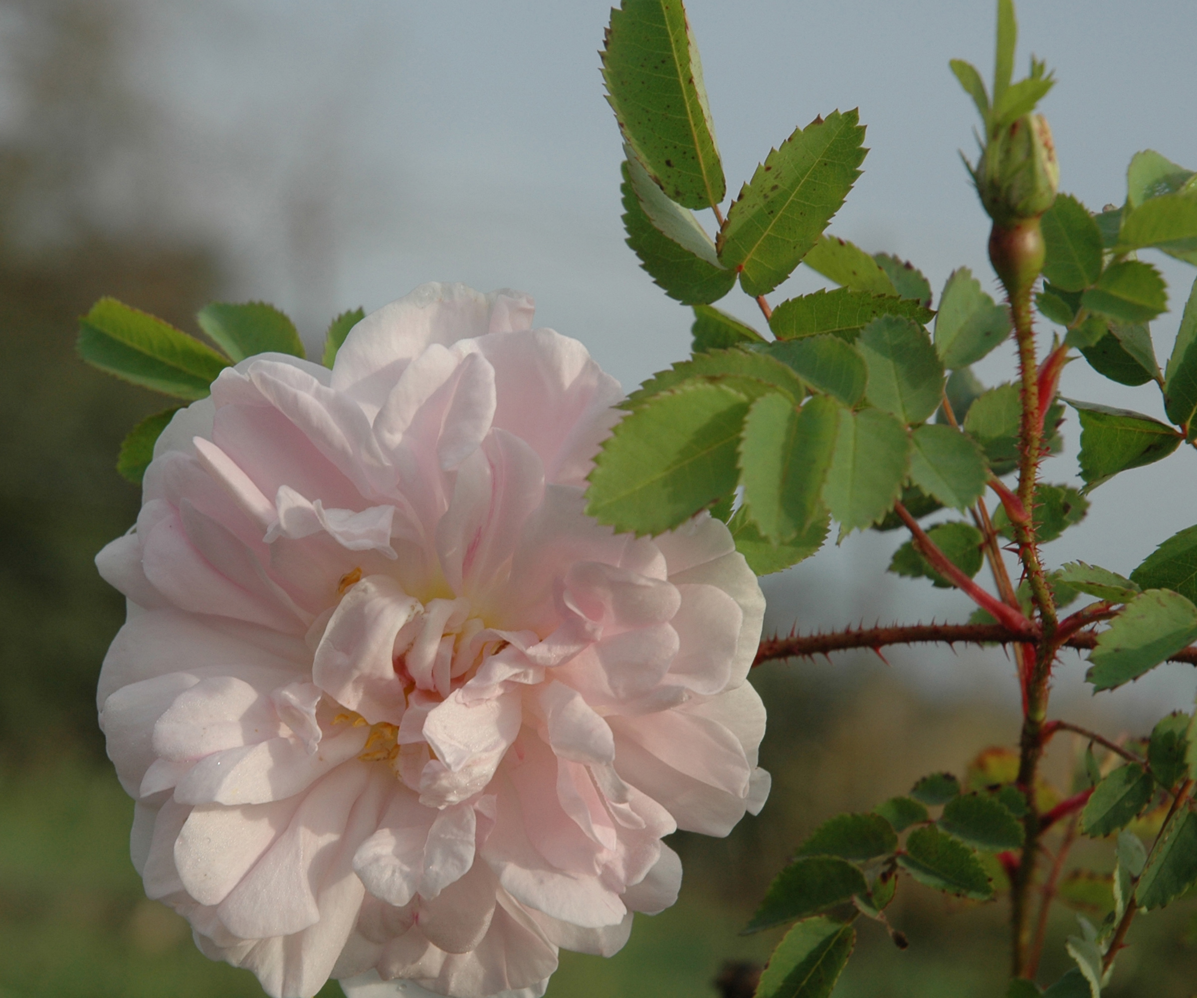 Pale pink rose Stanwell Perpetual