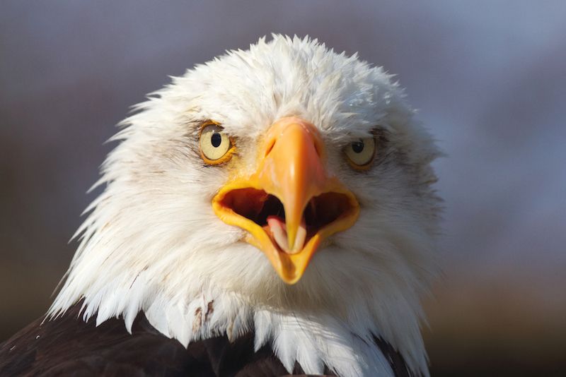 bald eagle beak