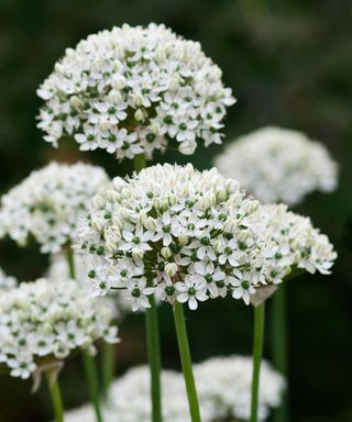 white allium nigrum flowers