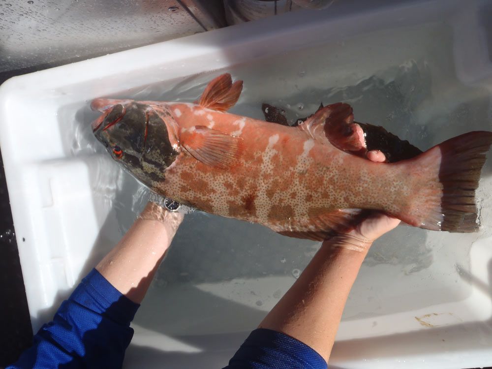 Skin cancer lesions in coral trout.