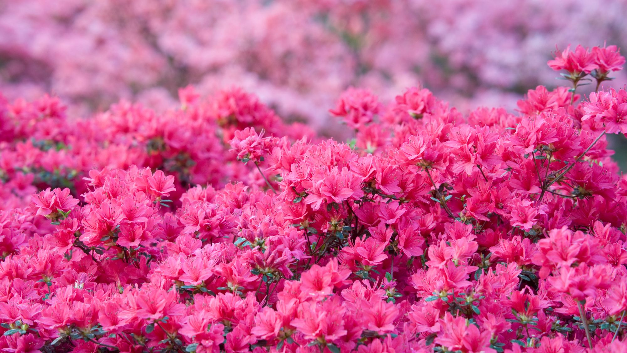 pink azaleas flowering abundantly in spring
