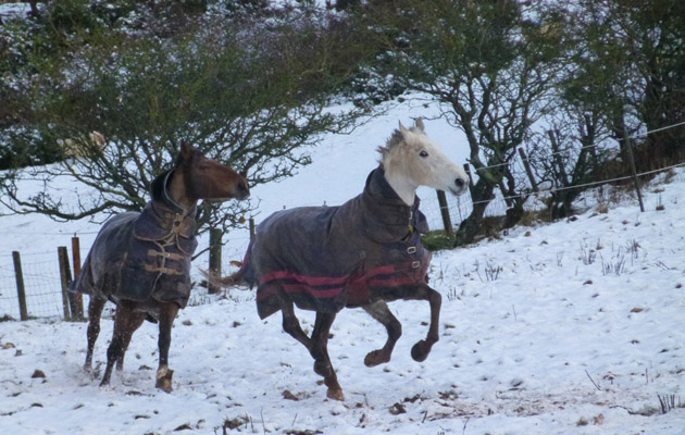 horses in the snow