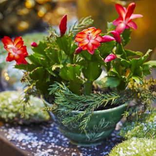 Thanksgiving cactus arranged in decorative holiday display