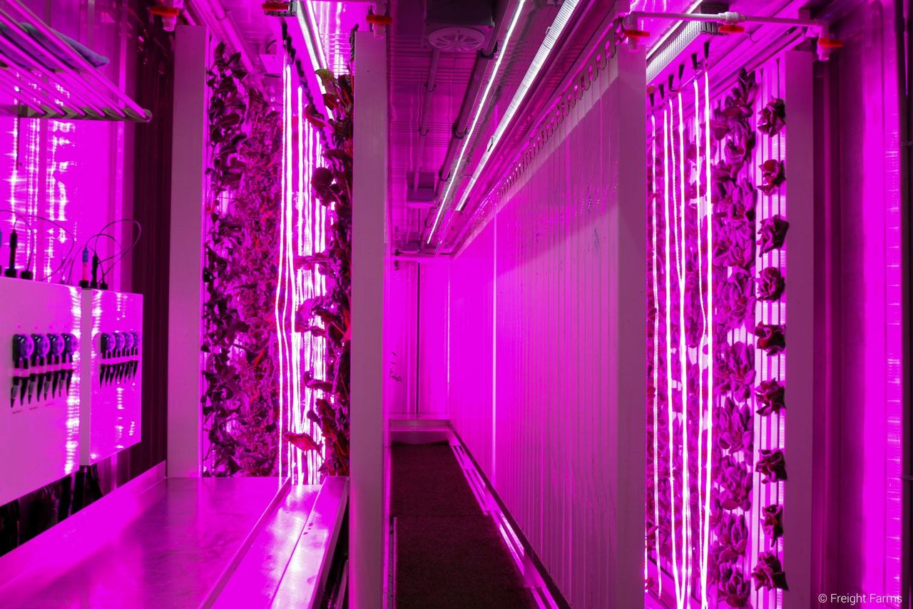 Produce growing in the shipping container. Credit: Freight Farms