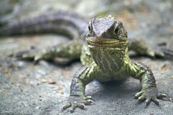 The tuatara, an iconic New Zealand reptile, is a group with only two species. Meanwhile, there are more than 350,000 described species of beetles. 