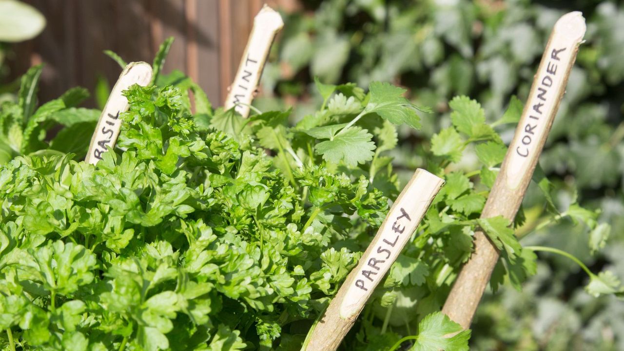 herb garden ideas with lollipop stick markers