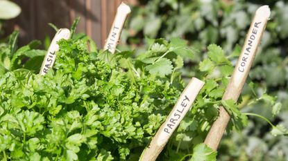 herb garden ideas with lollipop stick markers