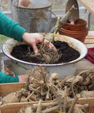 Potting up dahlia tubers in containers in a greenhouse to kick start growth after overwintering