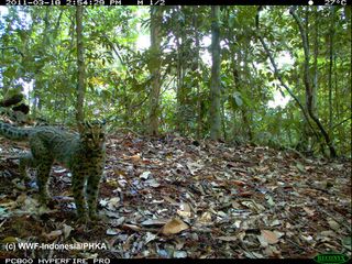 A marbled cat eyes the camera trap set in the Indonesian forest.