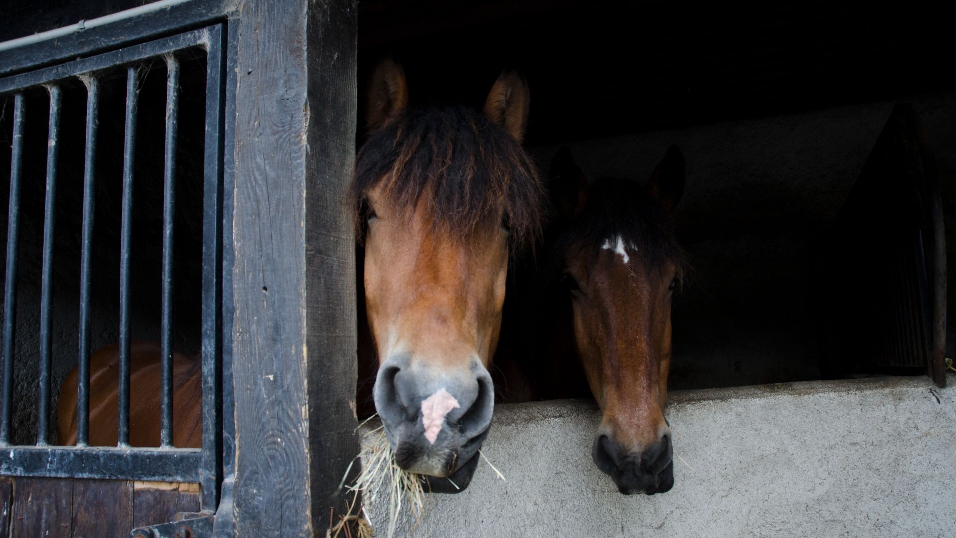 two bay horses with their heads over a barn door