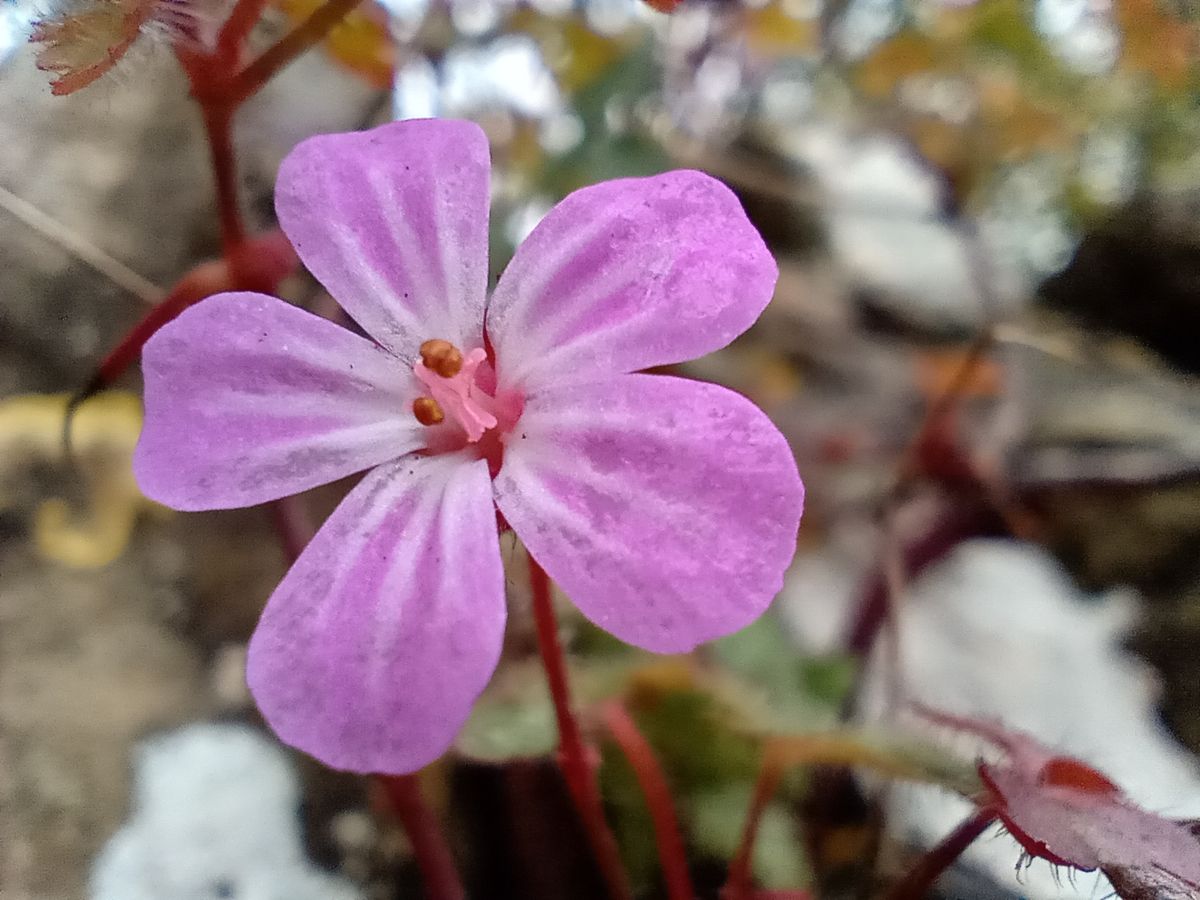 The macro sensor is slow to focus, but can produce reasonable results.