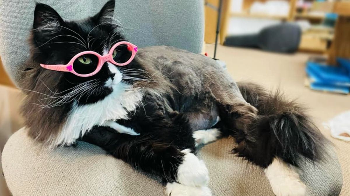 Truffles the cat lying down on a chair wearing pink glasses