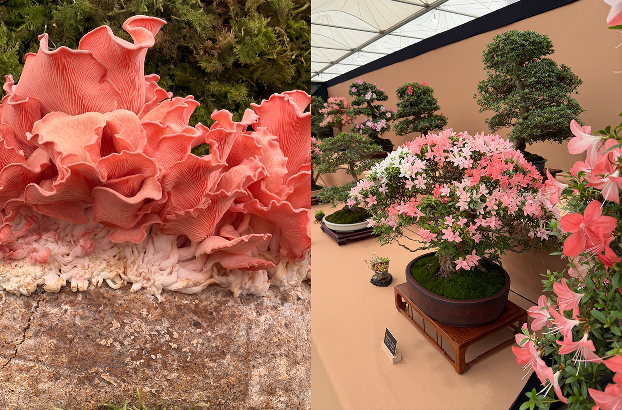 peach flowers at the chelsea flower show 2026