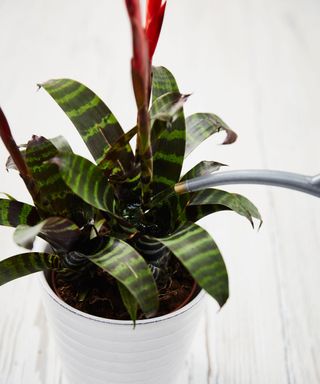 watering a bromeliad houseplant with a small watering can