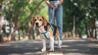 Beagle dog on a lead walking