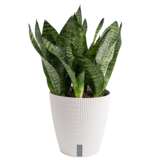 A live snake plant in a self-watering planter