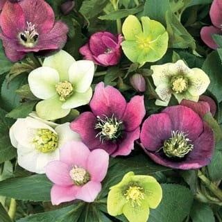 3 Lenten Rose/ Hellebores: One Plant Each in Three 2 1/2 Inch Pots-- Great for Fall Planting!