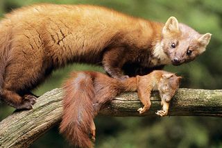 European pine martin