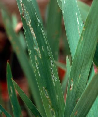 slug damage to iris leaves