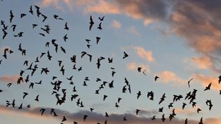 A colony of bats leaving a cave at dusk