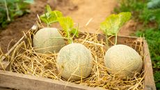 home grown North American cantaloupe melon in a box of straw